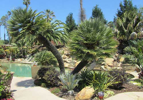 tree trimming services upland ca-91784