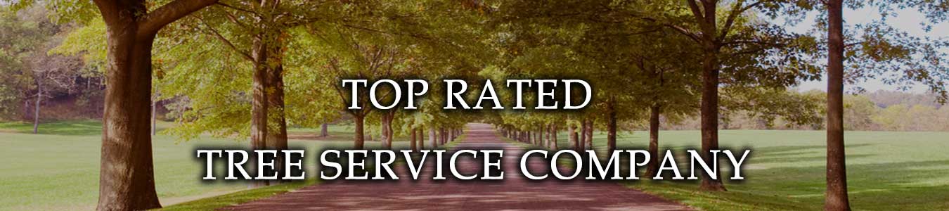 Top Rated Tree Service Company, Upland CA