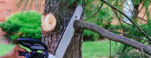 Tree trimming and pruning in Upland, CA