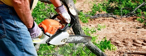 Tree trimming and pruning in Upland, CA