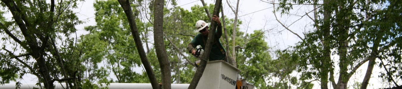 Top Rated Tree Service Company, Upland CA