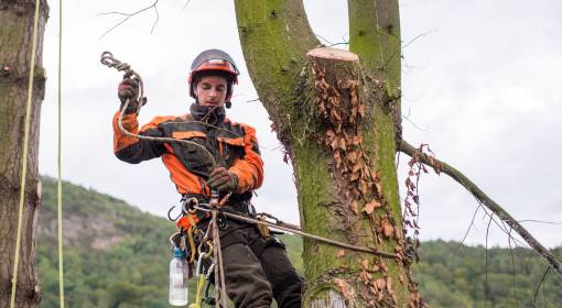 Arborist Man with Harness Cutting a Tree, Climbing