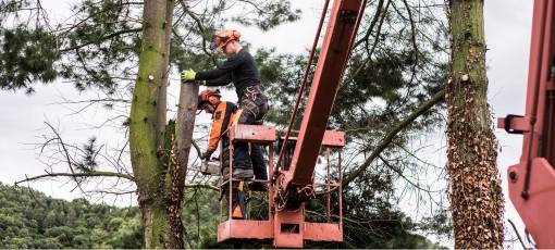 Arborist Men with Chainsaw and Lifting Platform Cutting a Tree