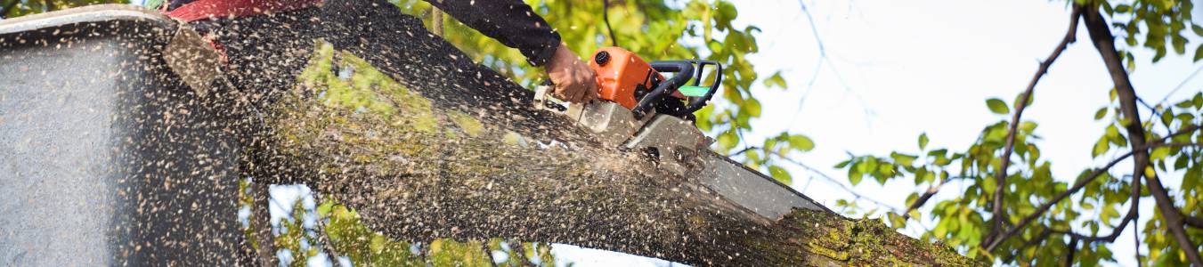 Arborist Tree Pruning Service Working on High Branches