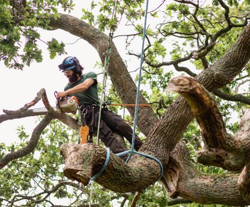 Tree Surgeon using a chain saw to cut tree branches