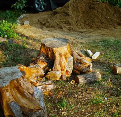 Stumps of trees removal